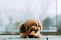 小型犬哪种好养还聪明？ 好养活的小型犬
