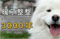 不建议养萨摩耶的十种理由？ 三种人不能养萨摩耶