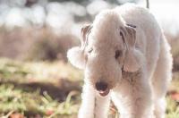 贝灵顿幼犬怎么看品相？ 贝灵顿梗幼犬2个月