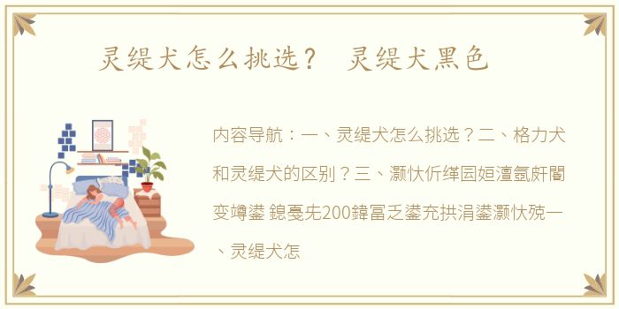 灵缇犬怎么挑选？ 灵缇犬黑色