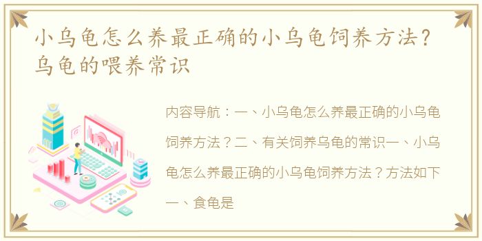 小乌龟怎么养最正确的小乌龟饲养方法？ 乌龟的喂养常识