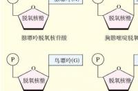 脱氧核苷酸结构式？ 脱氧核苷酸结构图