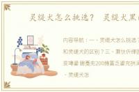 灵缇犬怎么挑选？ 灵缇犬黑色