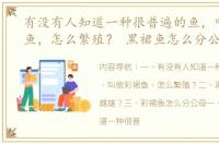 有没有人知道一种很普遍的鱼，叫做彩裙鱼，怎么繁殖？ 黑裙鱼怎么分公母