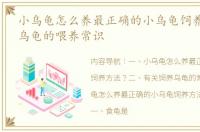 小乌龟怎么养最正确的小乌龟饲养方法？ 乌龟的喂养常识