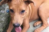 三个月红狼犬怎么喂养？ 3个月红狼犬