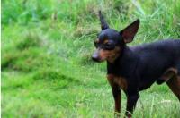 吉娃娃和小鹿犬哪个更小些？ 吉娃娃 小鹿犬