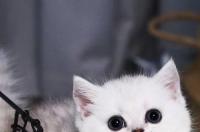 曼基康猫多少钱一只？ 矮脚猫曼基康多少钱
