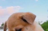 最忠诚的狗？ 最忠诚的狗