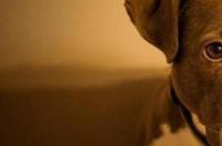 为什么性格那么温顺的狗，却叫它恶霸犬吗？ 恶霸犬名字