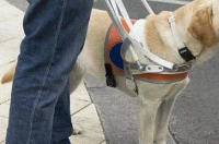 导盲犬的价格是多少？ 导盲犬价格一览表