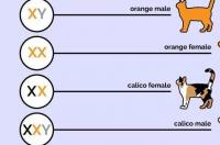 养只橘猫，需要注意点什么？回的专业点？ 橘猫怎么养