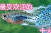 不喂食的小型观赏鱼？ 观赏鱼小型