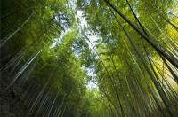 南山竹海晚上可以去哪里玩？ 南山竹海