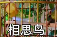 相思鸟喂多久才大叫？ 相思鸟叫声大全