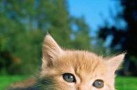 宠物猫在哪里买比较好？ 购买猫咪在哪个平台才靠谱