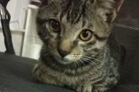 野猫能带回家养吗 野猫能养吗