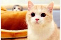 猫几个月成年,几个月可以生育 小奶猫头像