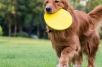 金毛犬的训练方法？ 金毛犬训练