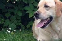 拉不拉多犬在目前市场上卖多少钱呀？ 拉布拉多犬多少钱一只可以卖吗