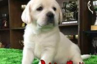 拉布拉多犬多少钱？ 拉布拉多犬多少钱一只两个月的