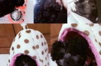 泰迪什么颜色最贵便宜？ 泰迪犬什么颜色最贵