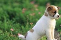 狗狗要隔多久打一次疫苗？要打哪些疫苗？ 狗狗狂犬疫苗多久打一次