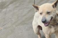 骨沙犬的优点和缺点？ 骨沙犬