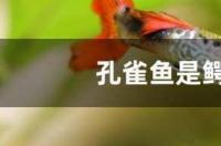 孔雀鱼为什么是雀鳝的天敌？ 孔雀鱼为什么是鳄雀鳝的天敌