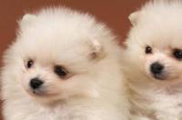 小博美，长大后毛色会改变吗？ 博美犬成长变化图