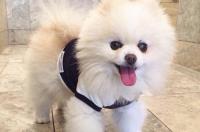 博美犬为什么哭？ 博美犬为什么会被气死