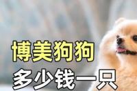 俊介犬一般多少钱一只呢？ 博美俊介狗狗多少钱一只