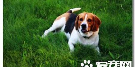 纯种比格犬多少钱一只 一般1500到2000元一只
