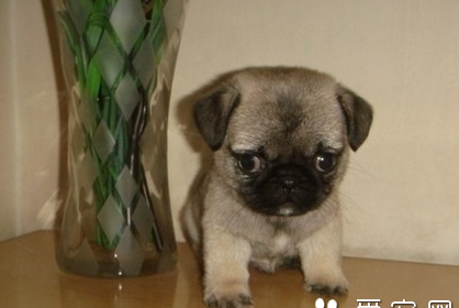 不爱叫的小型犬 八哥犬比较温顺安静