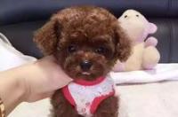 小体比熊和茶杯犬的区别？ 小体和茶杯犬有什么不同