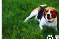 比格犬多少钱一只？ 比格犬多少钱一个