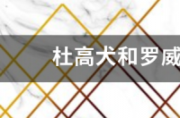 杜高犬和罗威纳犬那个厉害？ 罗威纳犬vs杜高犬