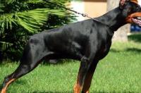 世界最高的杜宾犬？ 杜宾犬高清大全