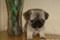 短腿巴哥犬是什么品种？ 巴哥是小型犬吗
