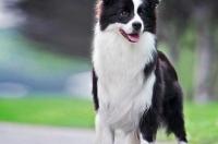 边境牧羊犬和史宾格犬智商差距？ 边境牧羊犬小时候照片