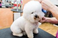 比熊犬性格怎么样 比熊犬性格和特点
