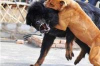 世界上最厉害的狗 比特犬/咬合力强持续战斗120分钟 200万斗狗咬死比特犬