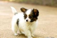 蝴蝶犬串串是土狗吗 蝴蝶犬杂交幼犬的特征