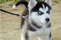 哈士奇幼犬多少钱？ 现在哈士奇幼犬多少钱
