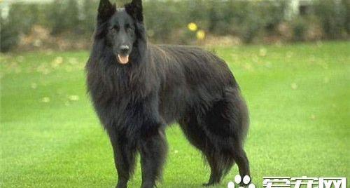 比利时牧羊犬幼犬种类 有四种不同的类型