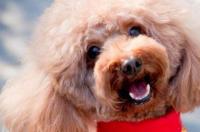 广州哪里有泰迪犬买？ 泰迪幼犬去哪里买