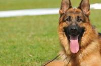 德国牧羊犬纯黑的大犬是什么价格 纯黑德国牧羊犬
