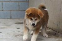 中华田园犬，柴犬和秋田犬的区别是什么？ 日本的土狗是秋田还是柴犬
