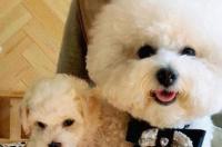 十斤的比熊是什么体？ 什么样的比熊犬是正宗的