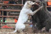 在山区打猎适合用哪种猎犬？ 格力掐狗